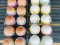 4月20日、主日礼拝　イースター記念野外礼拝