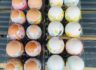 4月20日、主日礼拝　イースター記念野外礼拝